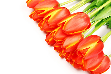 Image showing Fresh tulips