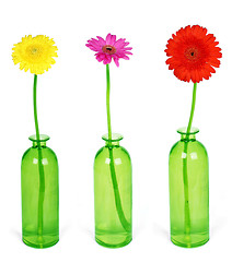 Image showing Colorful flowers