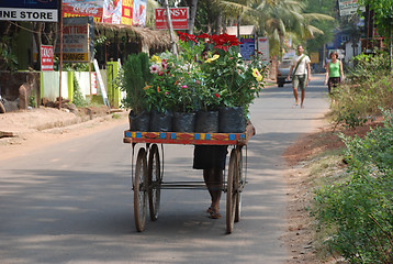 Image showing Street plant seller