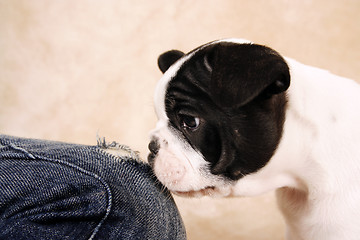 Image showing French bulldog puppy