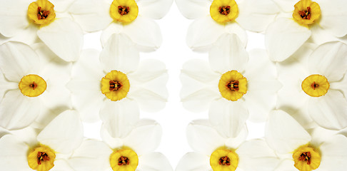 Image showing Narcissus