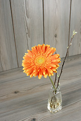 Image showing Beautiful orange gerbera 