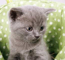 Image showing British short hair kitten