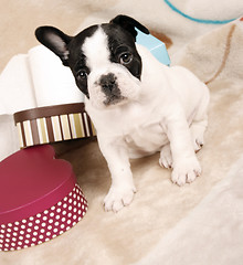 Image showing French bulldog puppy