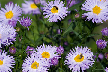 Image showing Chrysanthemum.