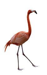 Image showing  Flamingo Bird 