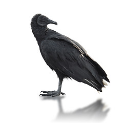 Image showing Black vulture (Coragyps atratus)