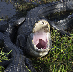 Image showing Alligator With Open Mouth