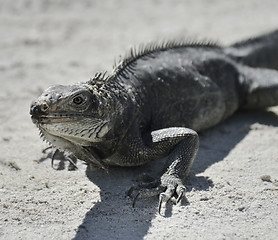 Image showing Iguana 