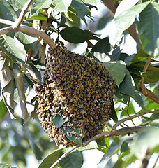 Image showing Honey Bee Swarm 