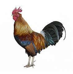 Image showing Colorful Rooster