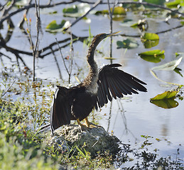 Image showing Male American Anhinga (Anhinga anhinga)