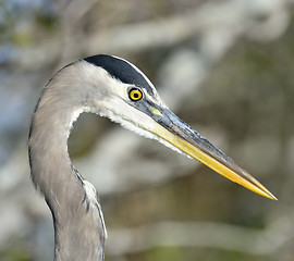 Image showing Great Blue Heron