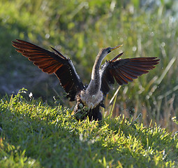 Image showing Male American Anhinga 