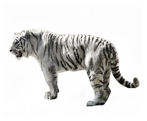 Image showing White Tiger