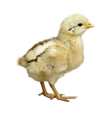 Image showing Little Chicken 