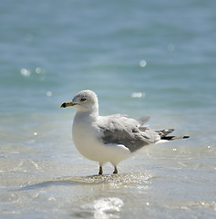 Image showing Seagull