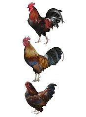 Image showing Colorful Roosters