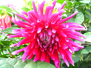 Image showing a beautiful flower of red Dahlia
