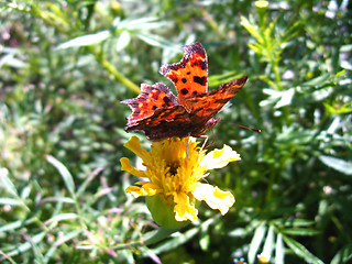 Image showing brown butterfly on the flower