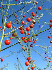 Image showing Beautiful plant of asparagus officinalis