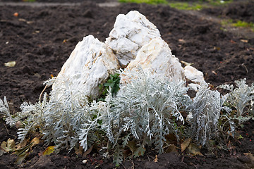 Image showing Stone garden.