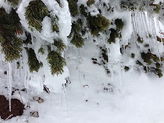 Image showing winter tree snow background