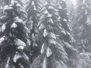 Image showing winter tree snow background