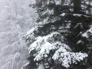 Image showing winter tree snow background