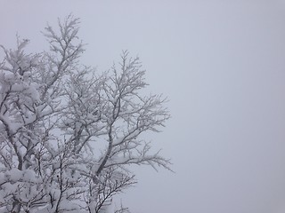 Image showing winter tree snow background