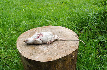 Image showing dead rat bloody wound tooth lie tree stump grass 