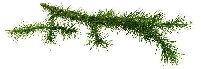 Image showing Christmas tree fir branch over white