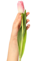 Image showing spring tulip