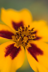 Image showing Orange flower interior