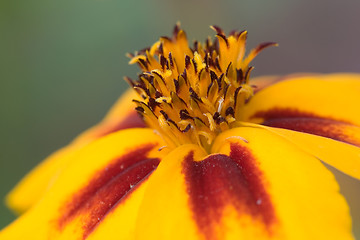 Image showing Orange flower interior