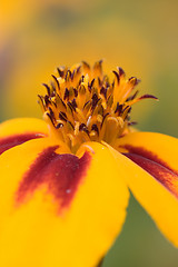 Image showing Orange flower interior