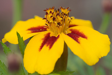 Image showing Orange flower interior