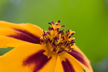 Image showing Orange flower interior