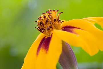 Image showing Orange flower interior