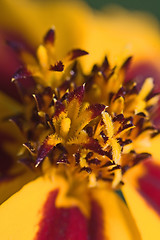 Image showing Orange flower interior