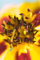 Image showing Orange flower interior