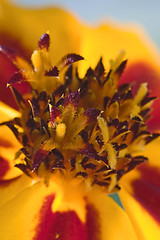 Image showing Orange flower interior