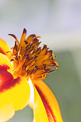 Image showing Orange flower interior