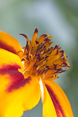 Image showing Orange flower interior