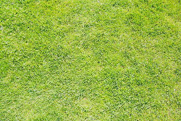 Image showing Green grass texture from a field 