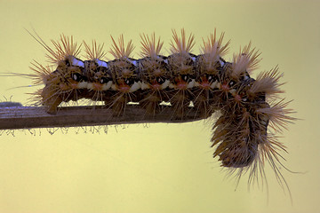 Image showing hairy caterpillar 