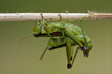 Image showing  Orthopterous having sex 