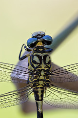 Image showing back of wild black yellow dragonfly