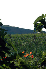 Image showing poppy flowers in field