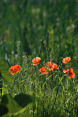 Image showing poppy flowers in field